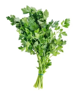 Petersilie Bund, glatt