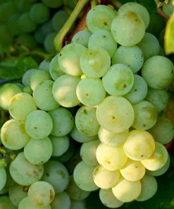 Weintraube gelb Kerner
