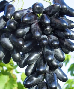 Traube blau Datteltraube pilzresistent