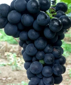 Weintraube blau Rondo pilzresistent PIWI