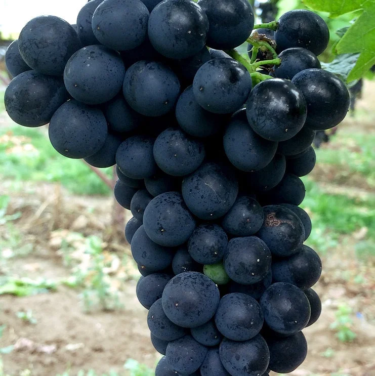 Weintraube blau Rondo pilzresistent PIWI