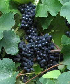 Traube blau Erdbeertraube pilzresistent