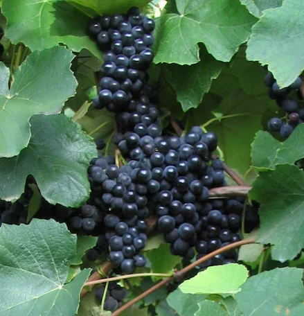 Traube blau Erdbeertraube pilzresistent