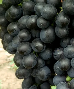 Weintraube blau Cabertin pilzresistent PIWI