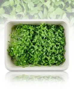 vollgepackt Microgreens „Koriander“, frisch, junge Blätter / Keimlinge, 50 g