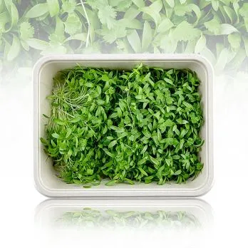 vollgepackt Microgreens „Koriander“, frisch, junge Blätter / Keimlinge, 50 g – Bild 2
